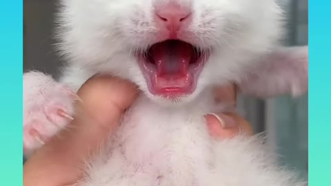 27_ Cute and Funny Cat Videos Compilation _#short