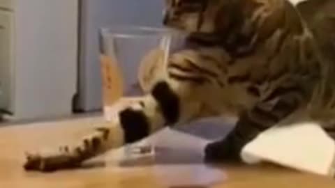 Funny cat wants to drink water