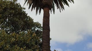 Squirrel chasing in Balboa Park 🏞️