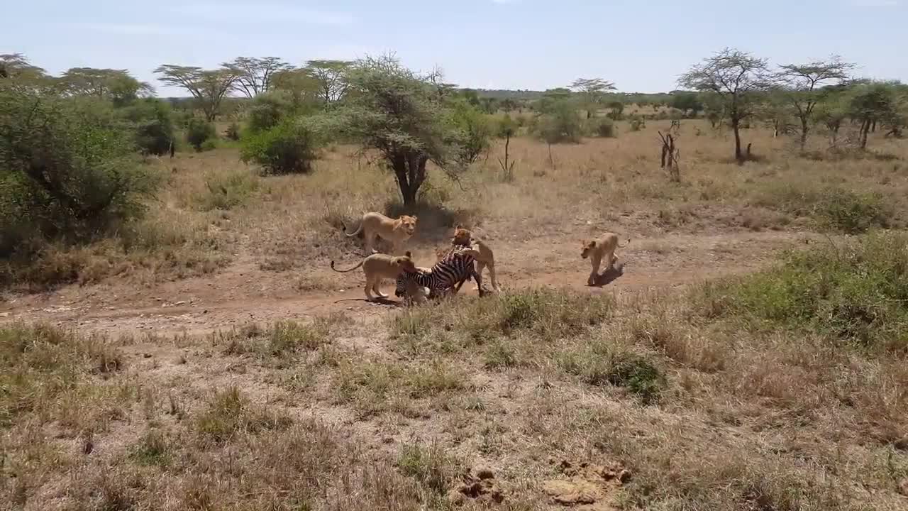 Lion Hunting