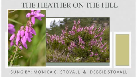 Heather on the Hill