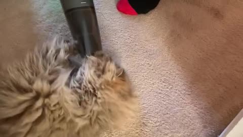 Kitty belly getting Dustbusters