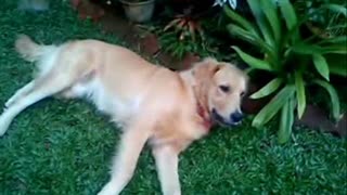 GOLDEN RETRIEVER CANNOT STOP PLAYING WITH ITS TAIL