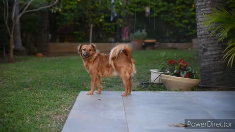 !cute dogs! dog! Animal! Fanny dogs!