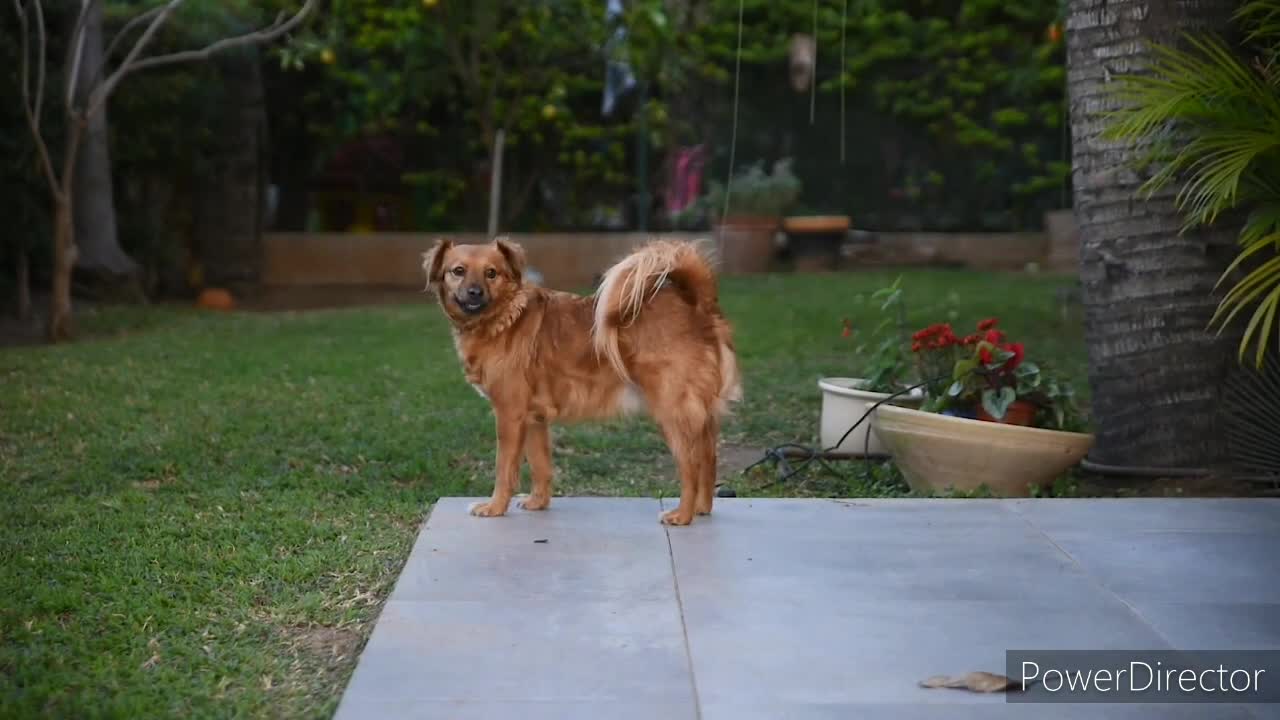 !cute dogs! dog! Animal! Fanny dogs!
