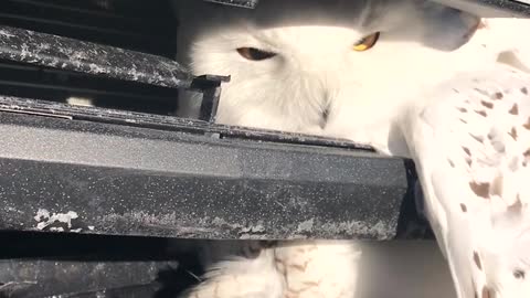 Owl Rescue
