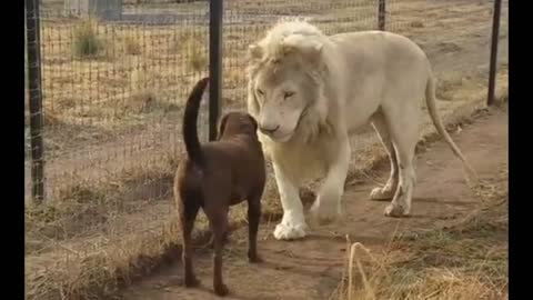 Lion asking dog for forgiveness