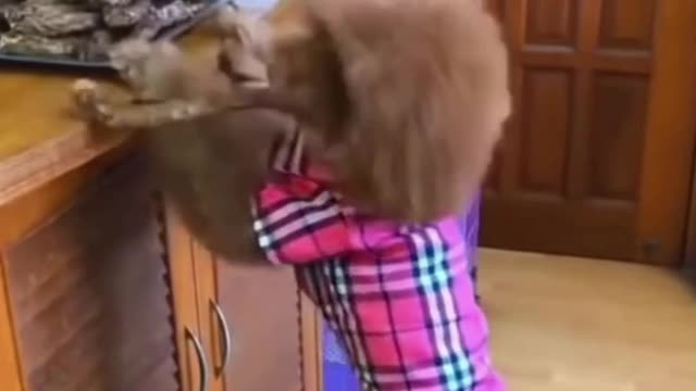 Baby Dogs - Cute and Funny Dog Videos Compilation | funny dogs | dog puppy #shorts