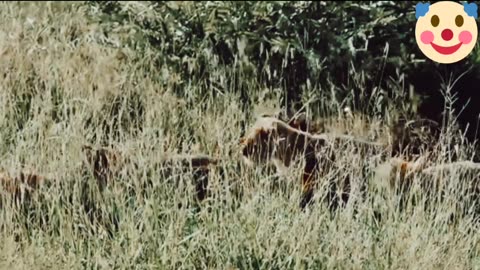 Lion Cubs