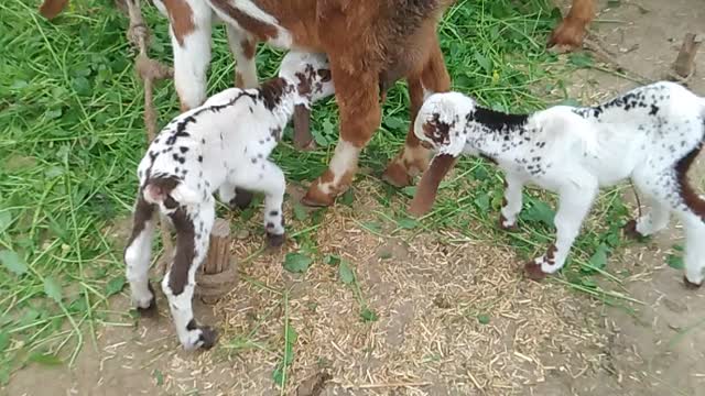 Wildlife