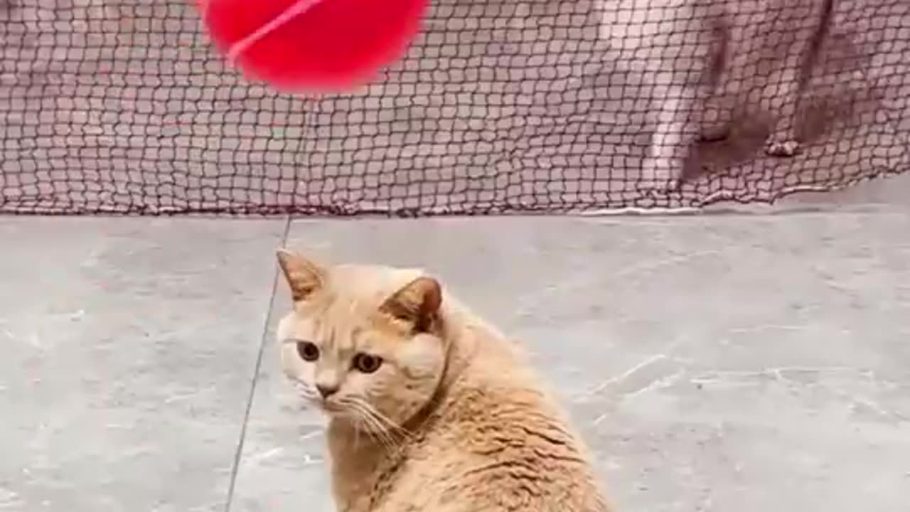 cats playing bat mintal _tebal tennis🎾_dropped dustbin game