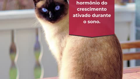 60 curiosidades sobre gatos 5