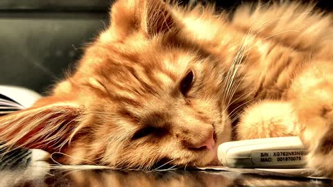 cute cats videos viral #C_03 | Cute cat videos | cute cats | Funny cats | omg funny cat videos