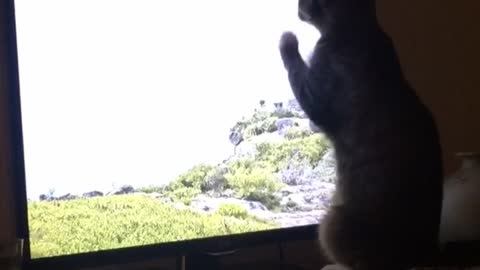 Cat wants a vacation desperately