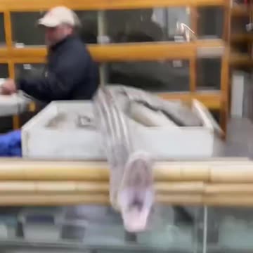 Python Protecting Her Eggs😳 Gone Wrong 😱 #shorts #animals #snake #python #reptiles #crazy