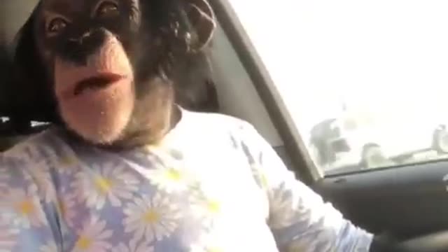 Cool monkey is running from cops