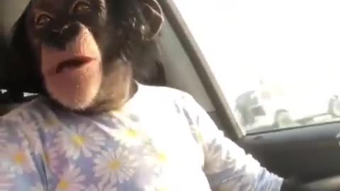 Cool monkey is running from cops