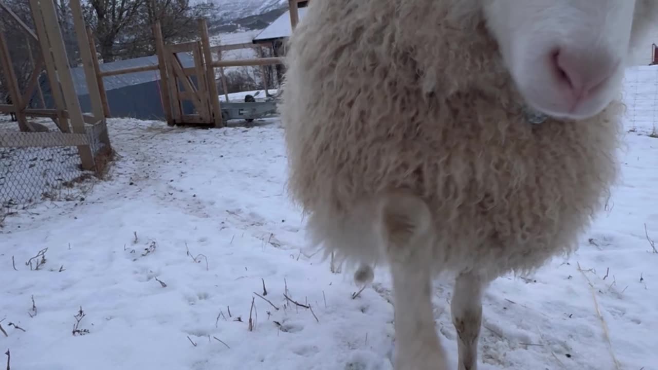 Sheep Wants Pets