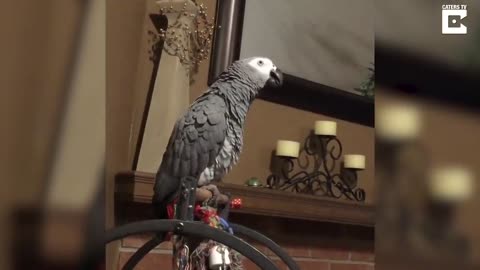 Annoyed Parrot tells Dog off for Barking Too much