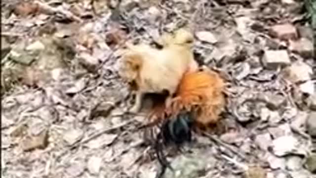 Chicken Dog Fight Funny Dog Fight