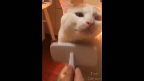 When the cat likes to massage his body!!