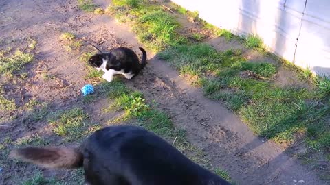 A polydactyl kitten having fun doing some special moves with his toy