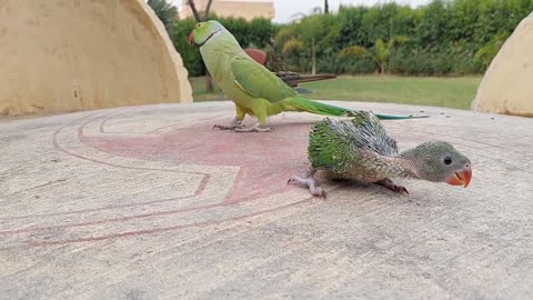 Beautiful parrot 🦜