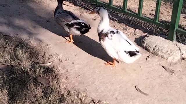 Duck 🦆 Video By Kingdom of Awais