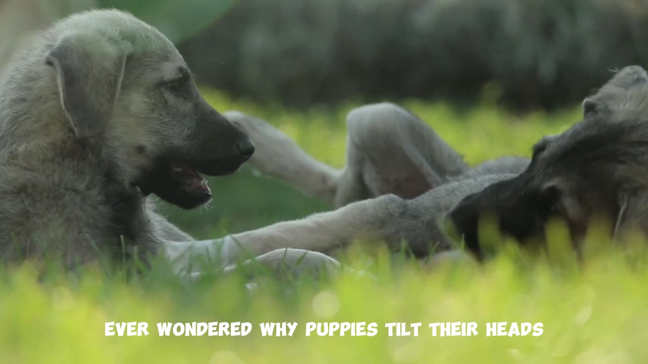 Puppies is the one of nature's most precious gifts