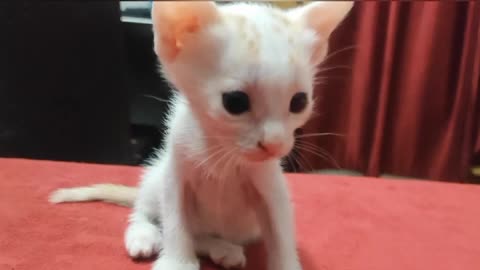 Cute little cat funny video