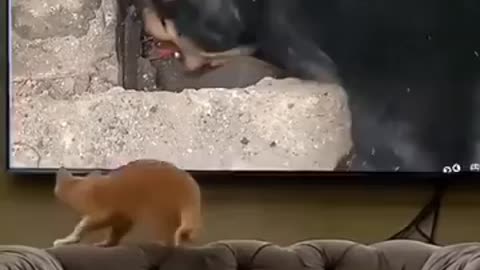 Smart Cat Just Like Bolsonaro 😂😂