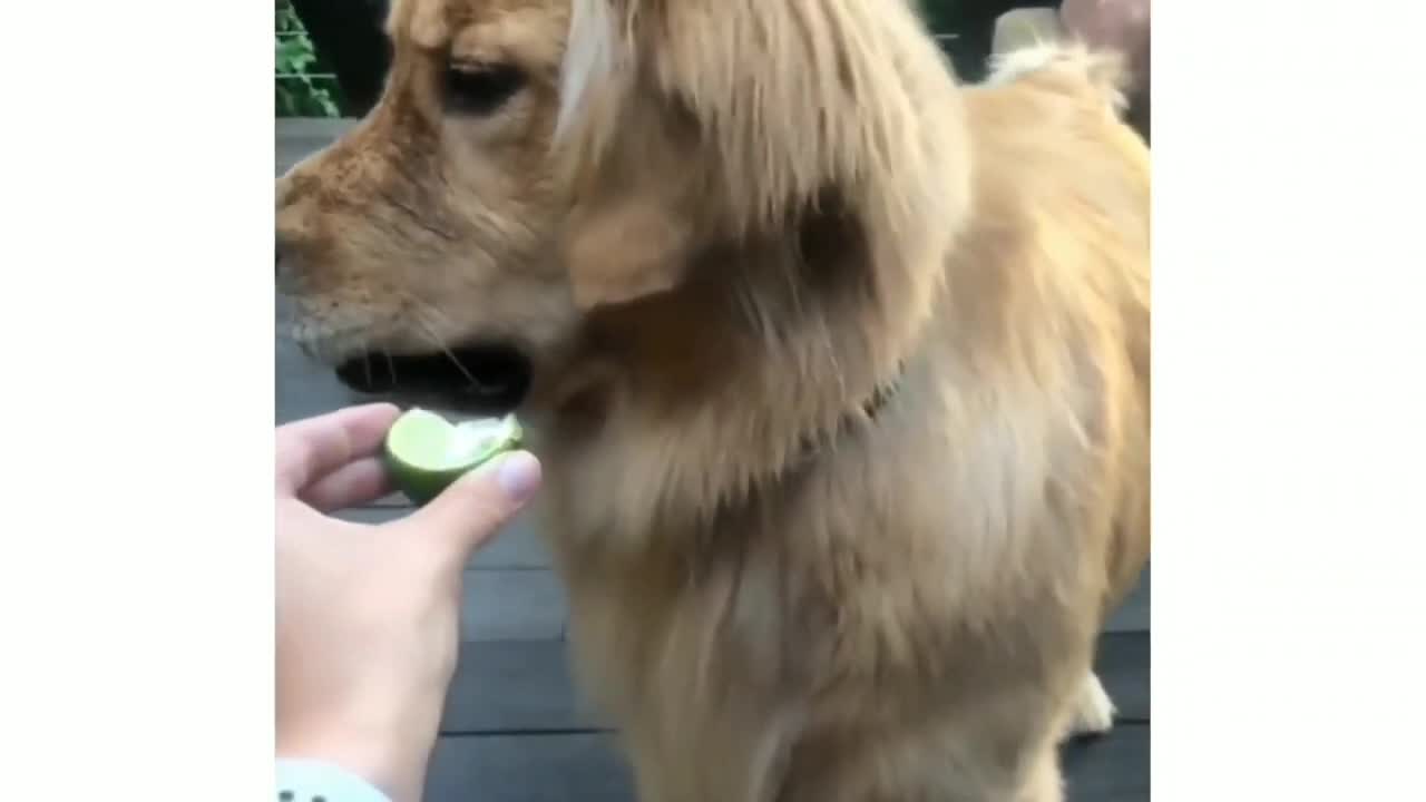 Dog eat lemon. funny reaction.