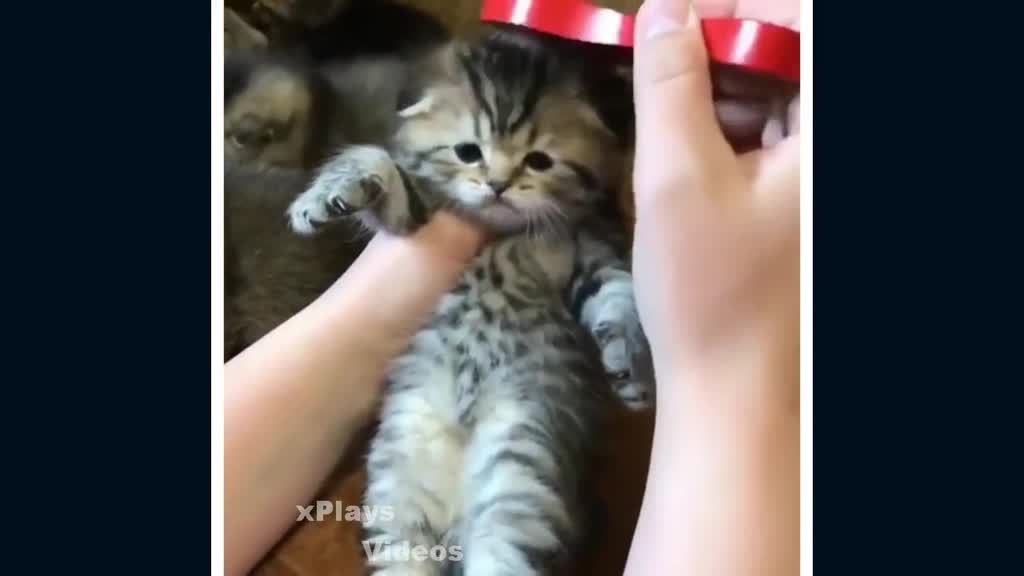 cute cats # 12