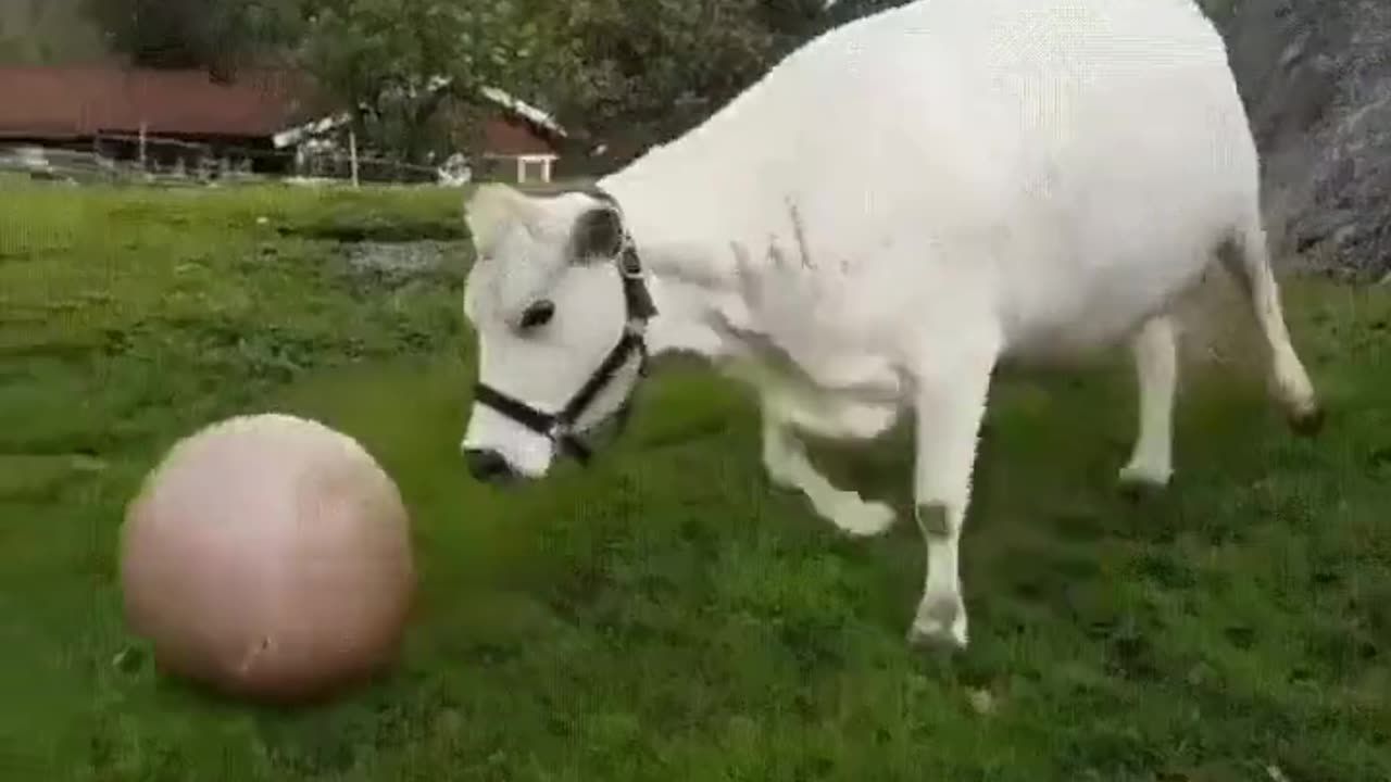 cow having fun