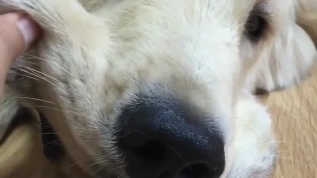Naughty and Funny Dog