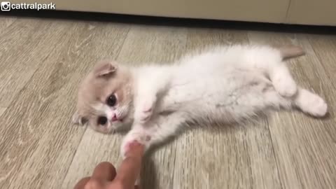 Cuteness kittens overloaded