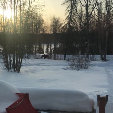 Moose in the front yard