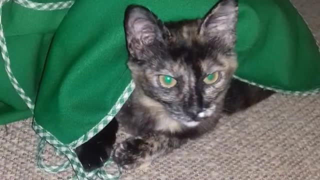 My Cats 2021