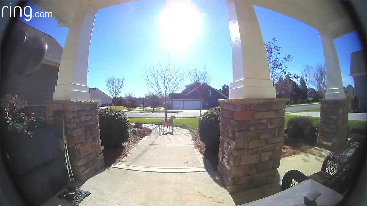 Smart dog use door bell to get inside home🤩