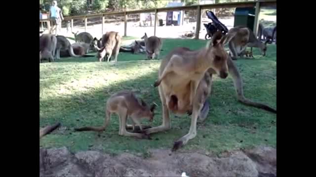 Baby Kangaroo's and mickey