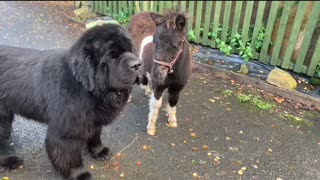 Dom the Newfoundland Meets Sutton the Shetland pony