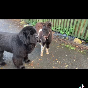Dom the Newfoundland Meets Sutton the Shetland pony