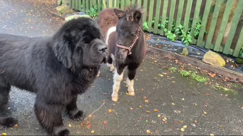 Dom the Newfoundland Meets Sutton the Shetland pony