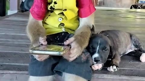 funny entertainment 😁 😁 monkey love to baby puppy