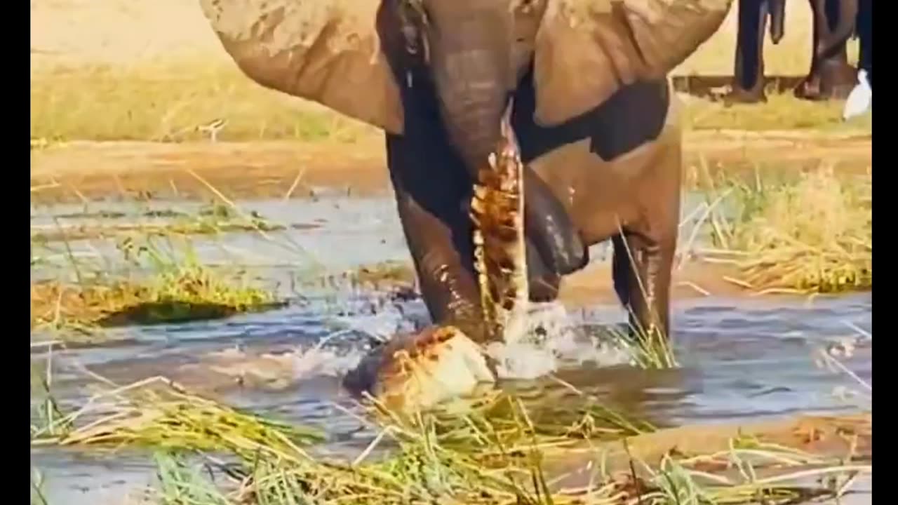 Elephant Kills Crocodile 🐘 vs 🐊