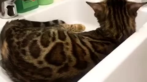 My cat in the washbasin