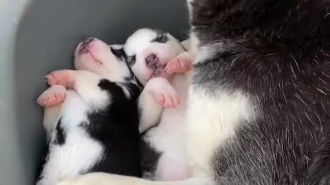 Husky puppies