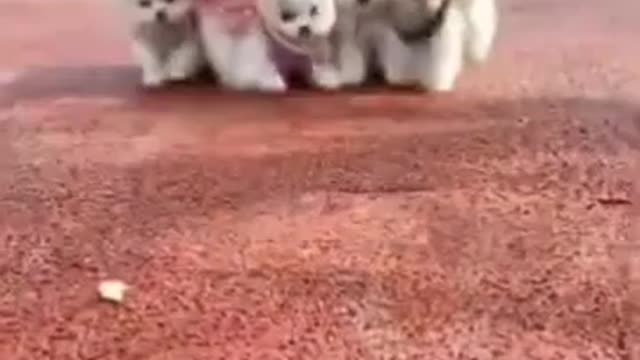 Baby dogs - cute and funny dogs video compilation #shorts