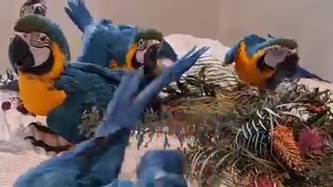 Parrots different colors video | neck parrots video