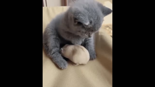 Gif video of cat playing with mouse